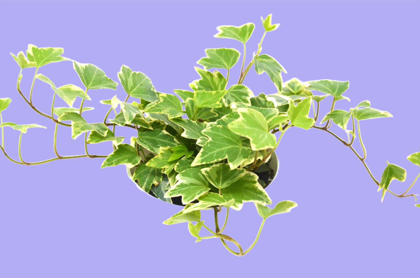 English Ivy 'Eva' - Plantonio