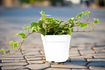 English Ivy 'Eva' - Plantonio