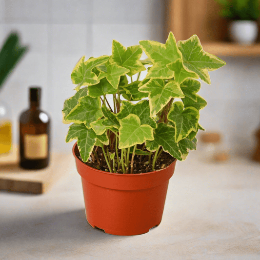 English Ivy Gold Child - Plantonio