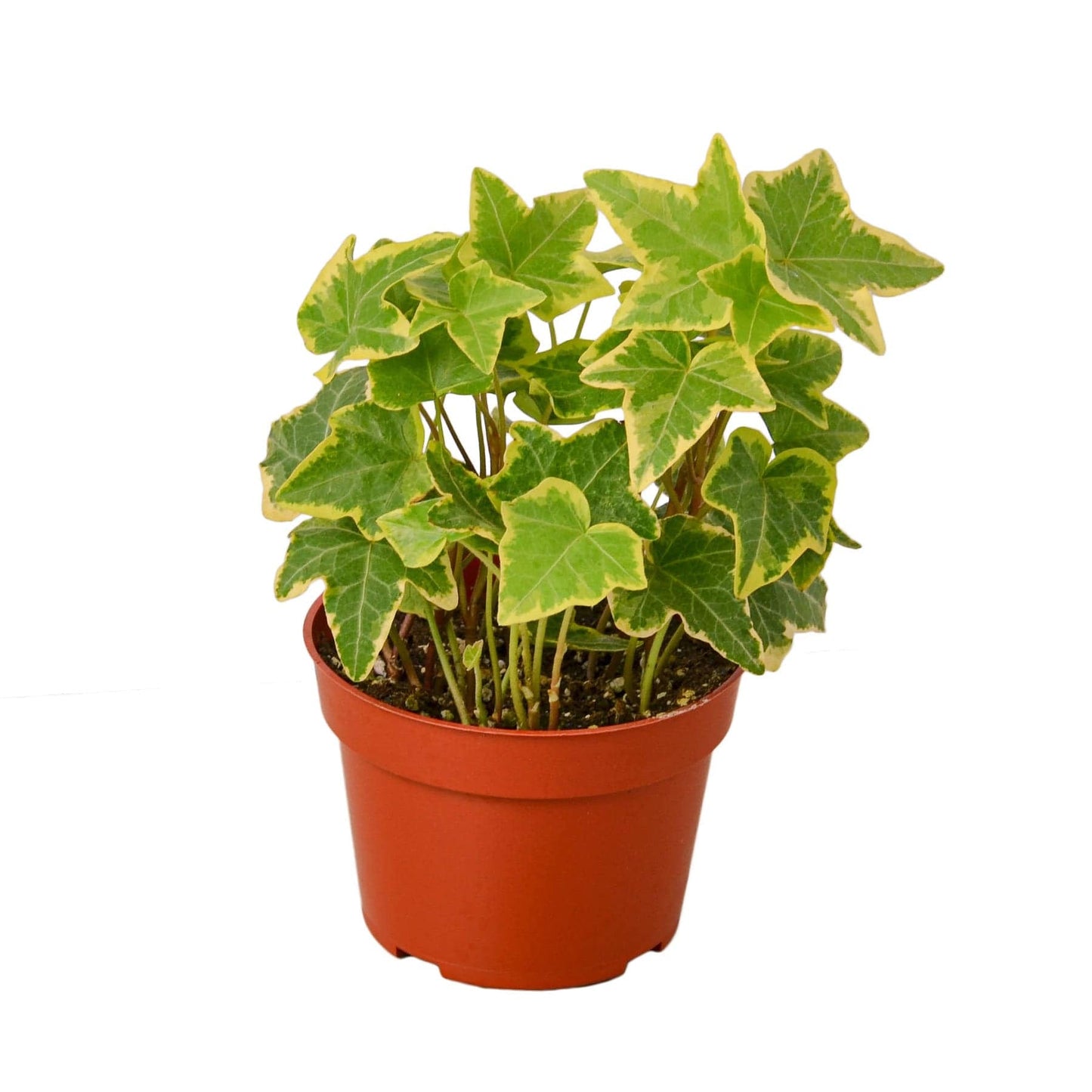 English Ivy Gold Child - Plantonio