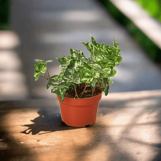 English Ivy 'Kolibre' - Plantonio