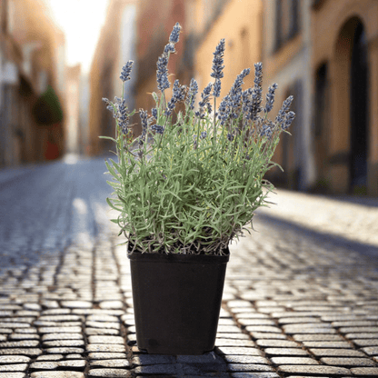 English Lavender - 6" Pot - Plantonio