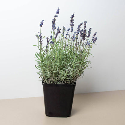 English Lavender - 6" Pot - Plantonio