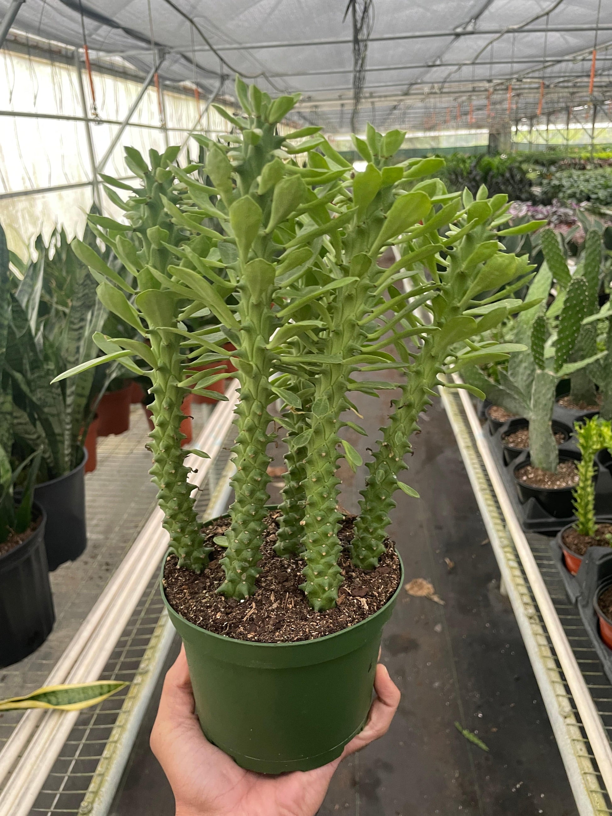 Euphorbia 'Sausage Spurge' - Plantonio