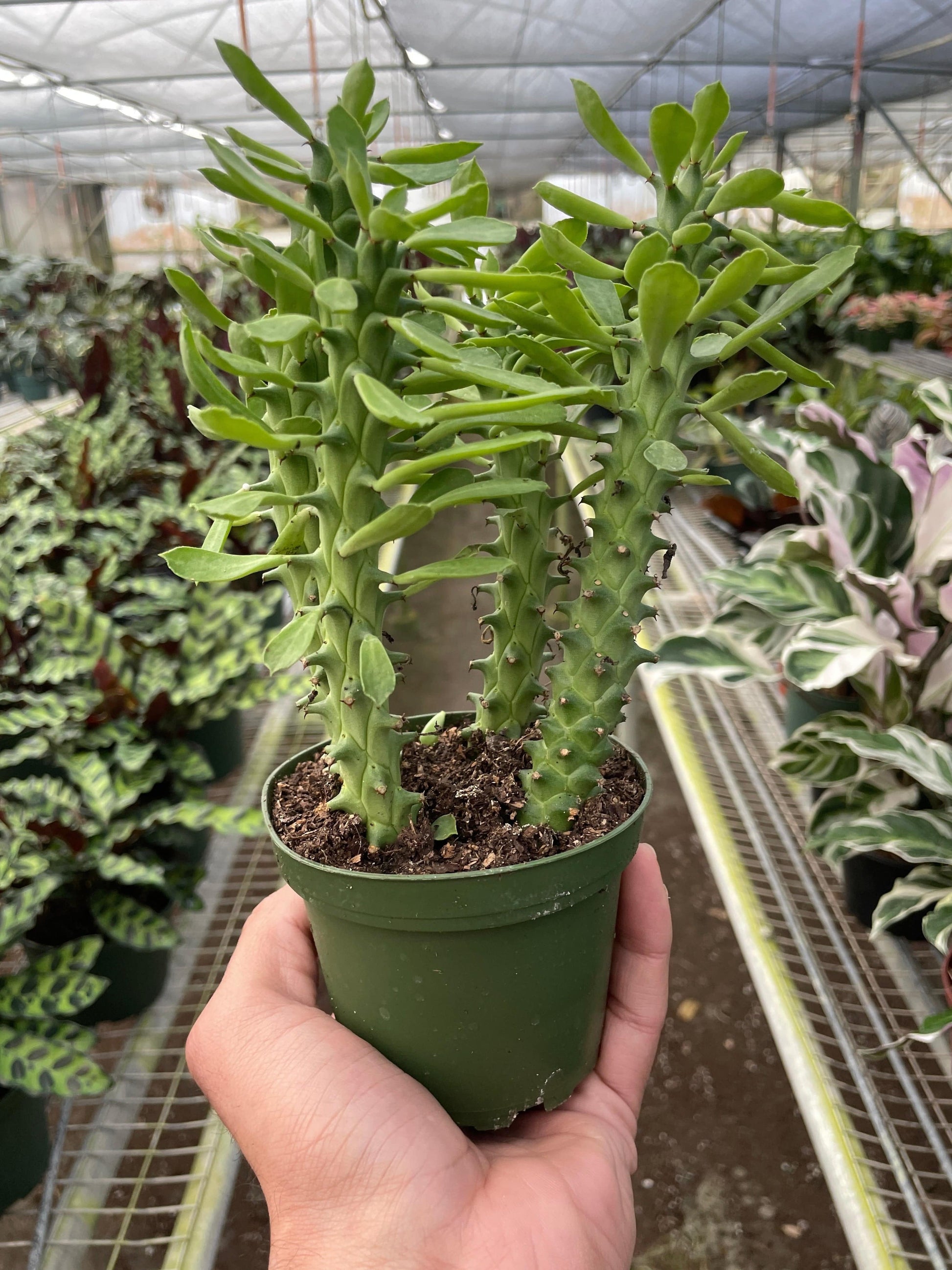Euphorbia 'Sausage Spurge' - Plantonio
