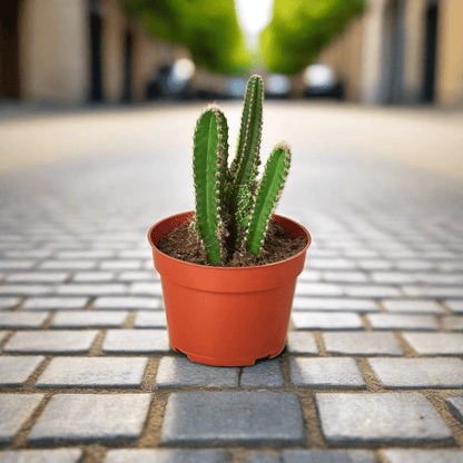 Fairy Castle Cactus - Plantonio