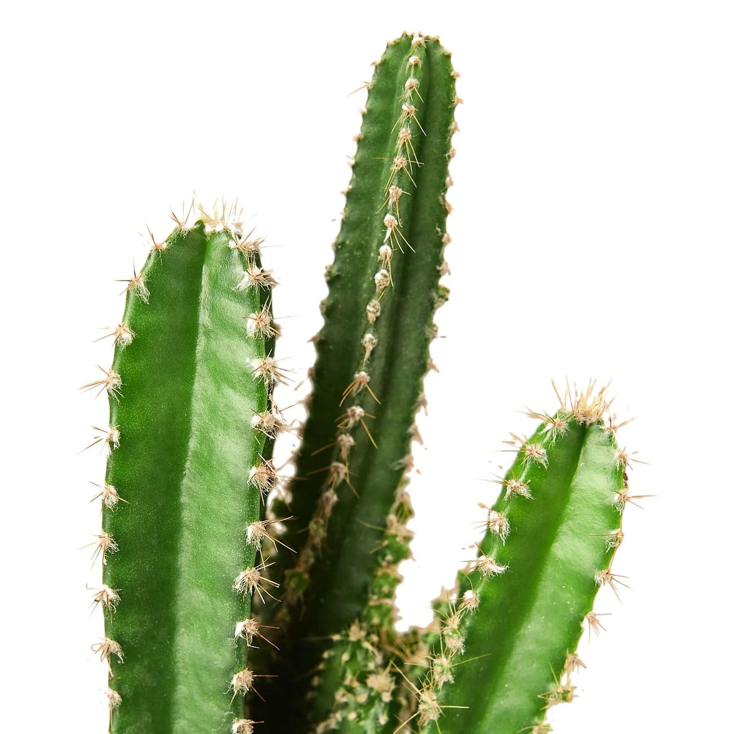 Fairy Castle Cactus - Plantonio