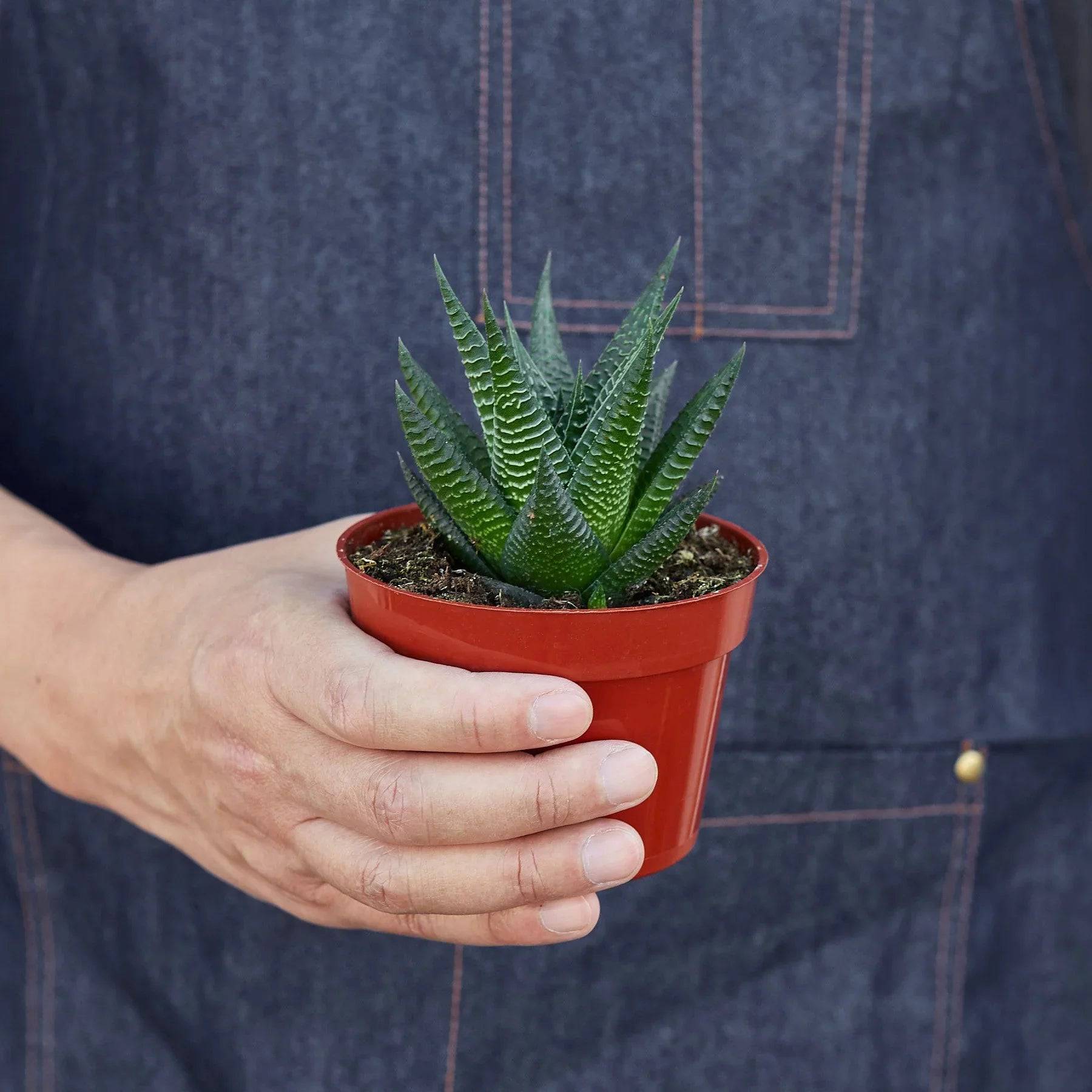 Fairy Washboard Haworthia - Plantonio