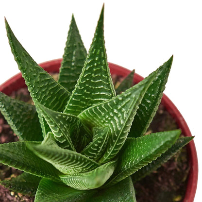 Fairy Washboard Haworthia - Plantonio