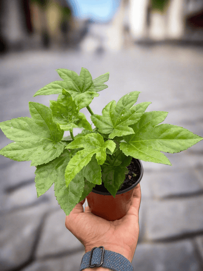 Fatsia 'Japonica' - Plantonio