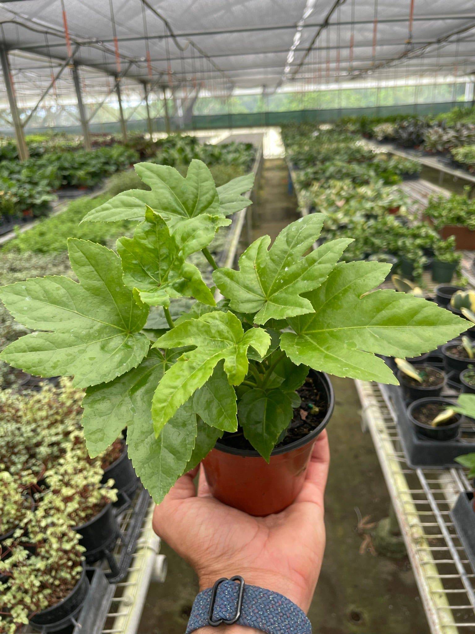 Fatsia 'Japonica' - Plantonio