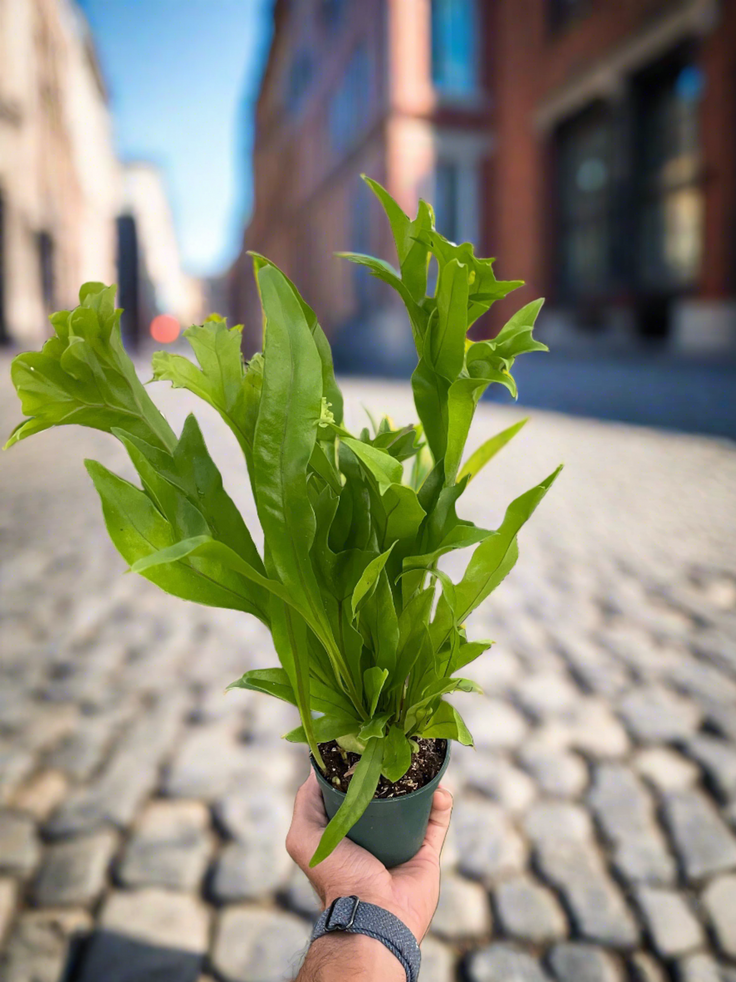 Fern 'Green Flame' - Plantonio