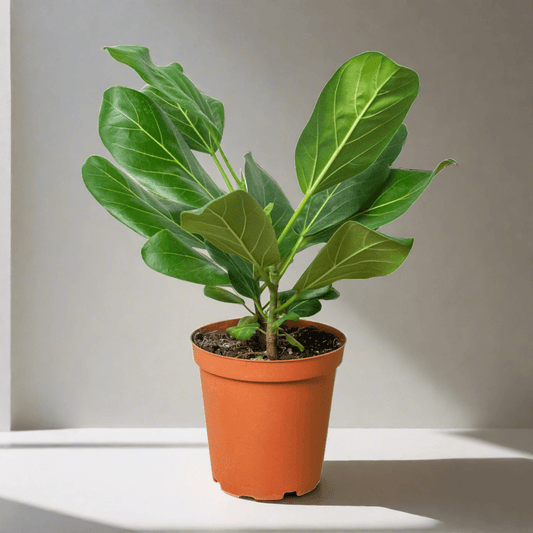 Ficus 'Audrey' - Plantonio