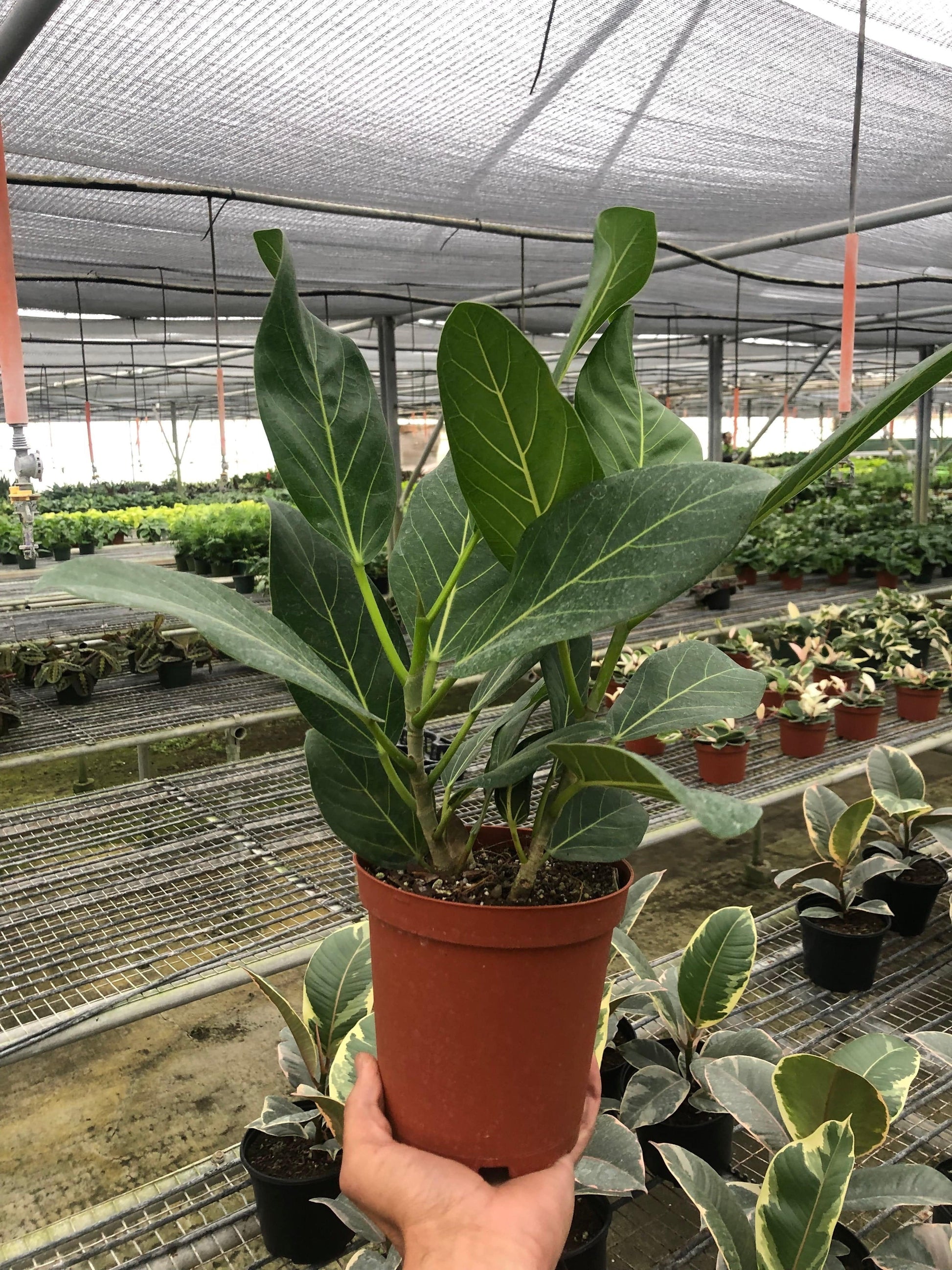 Ficus 'Audrey' - Plantonio