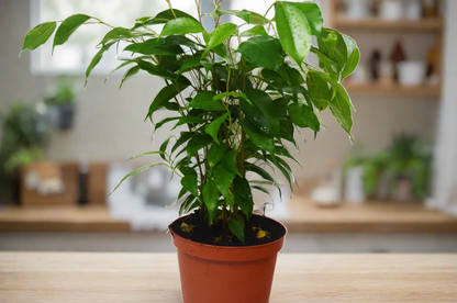 Ficus 'Benjamina' - 6" Pot - Plantonio
