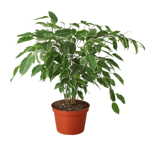 Ficus 'Breeze' - 6" Pot - Plantonio