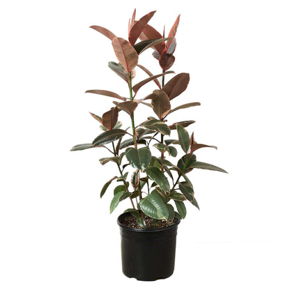 Ficus Elastica 'Ruby Pink' - 10" Pot - Plantonio