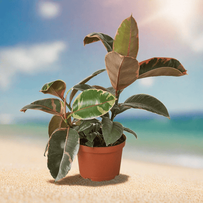 Ficus Elastica 'Ruby Pink' - Plantonio