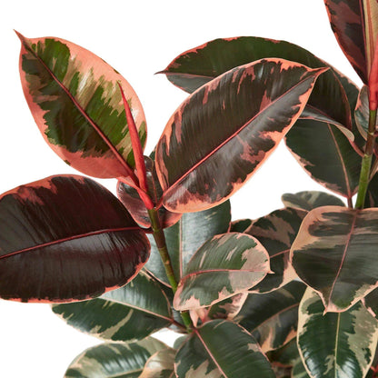 Ficus Elastica 'Ruby Pink' - Plantonio