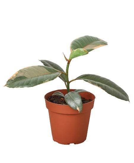 Ficus Elastica 'Ruby Pink' - Plantonio