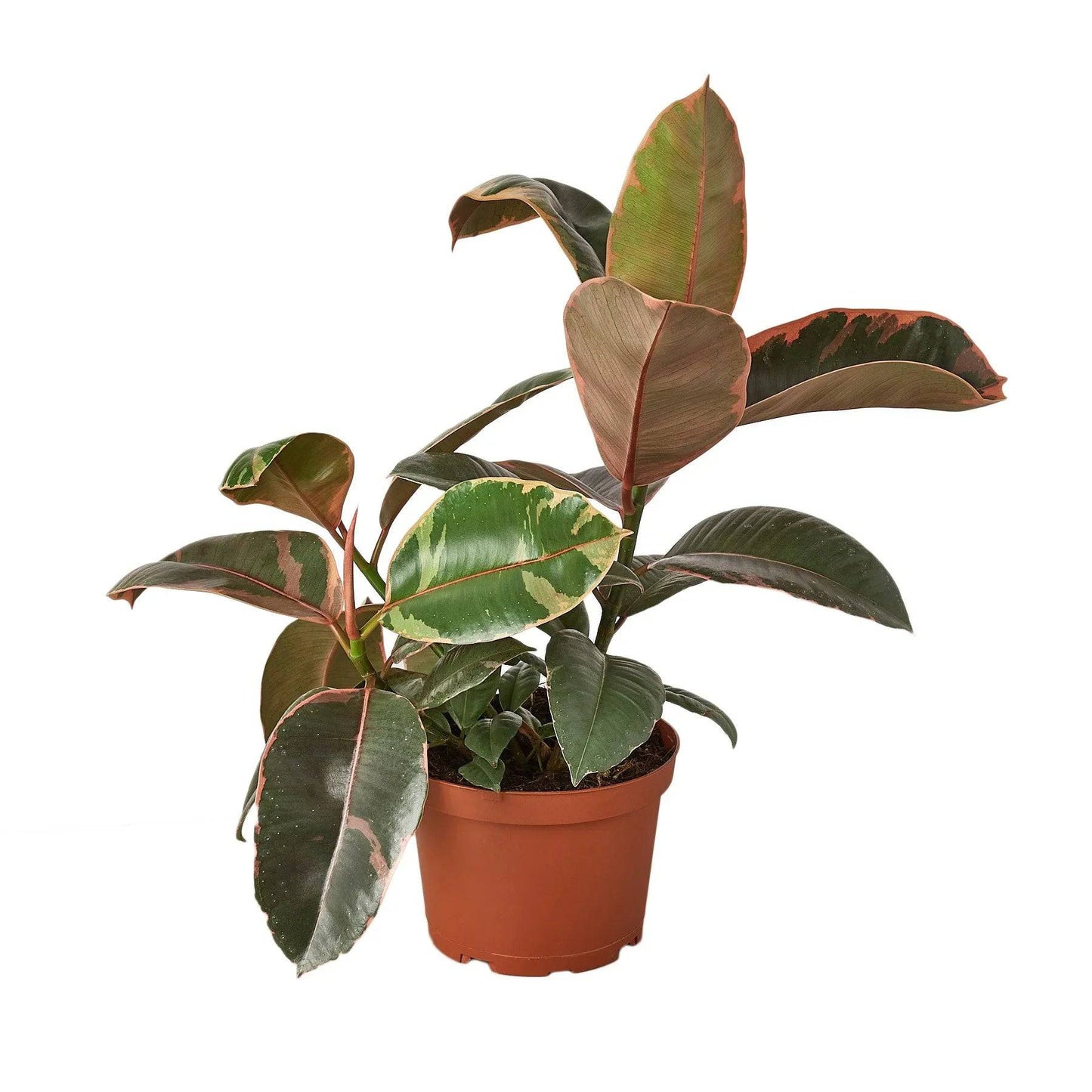 Ficus Elastica 'Ruby Pink' - Plantonio