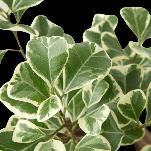 Ficus Elastica 'Triangularis' Variegated - Plantonio