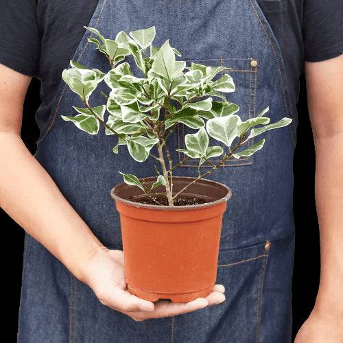 Ficus Elastica 'Triangularis' Variegated - Plantonio