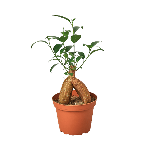 Ficus 'Ginseng' - Plantonio