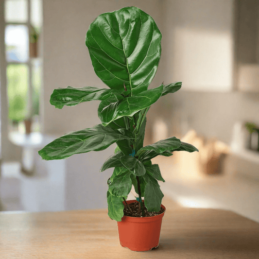 Ficus Lyrata 'Fiddle Leaf Fig' - Plantonio