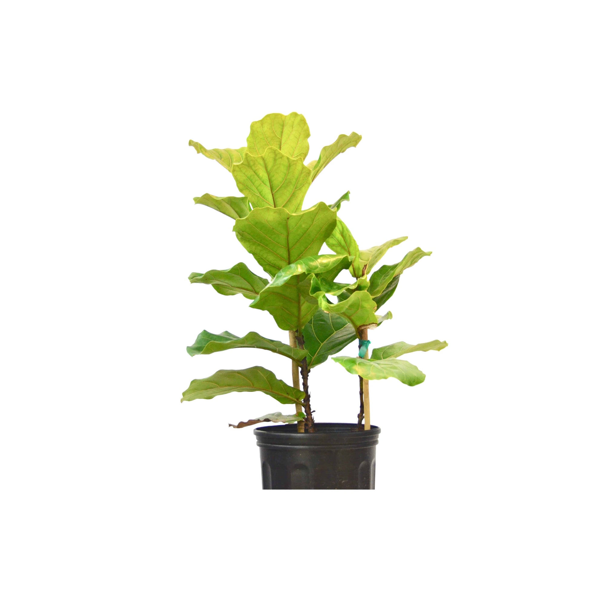 Ficus Lyrata 'Fiddle Leaf Fig' - In 10" Pot - Plantonio