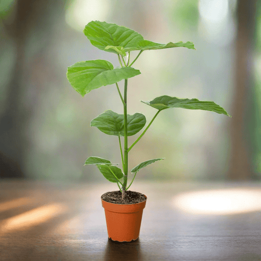 Ficus 'Umbellata' - Plantonio