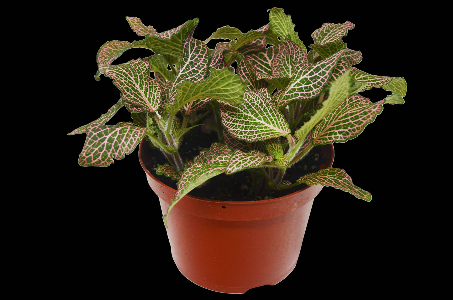 Fittonia 'Pink' - Plantonio