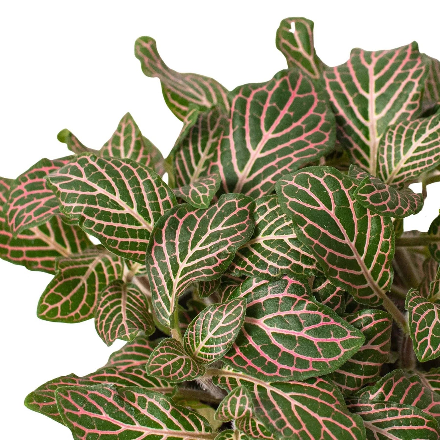 Fittonia 'Pink' - Plantonio