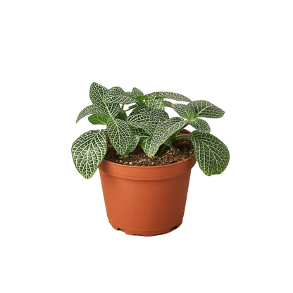 Fittonia 'White Nerve Plant' - Plantonio