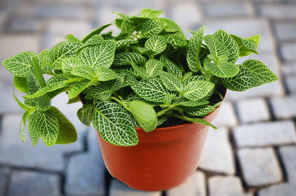 Fittonia 'White Nerve Plant' - Plantonio