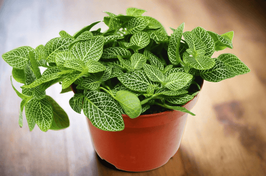 Fittonia 'White Nerve Plant' - Plantonio