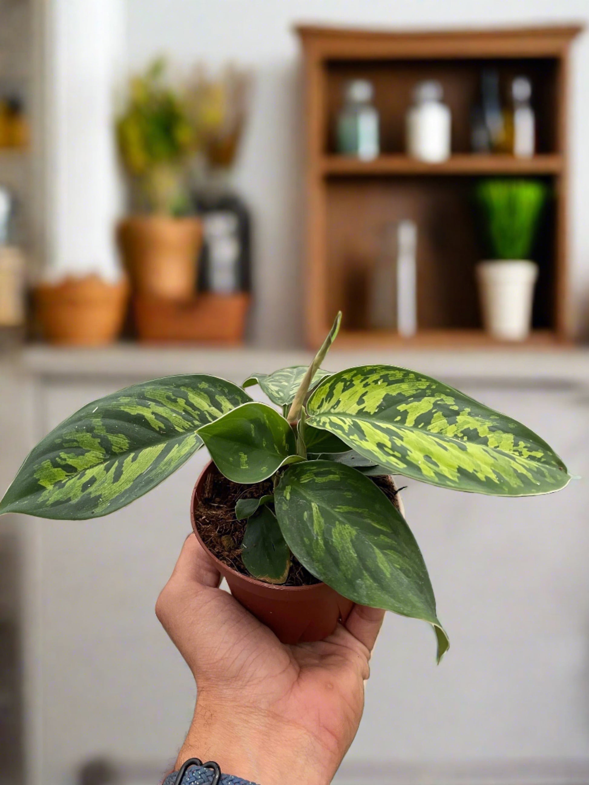 Homalomena 'Camouflage' - Plantonio