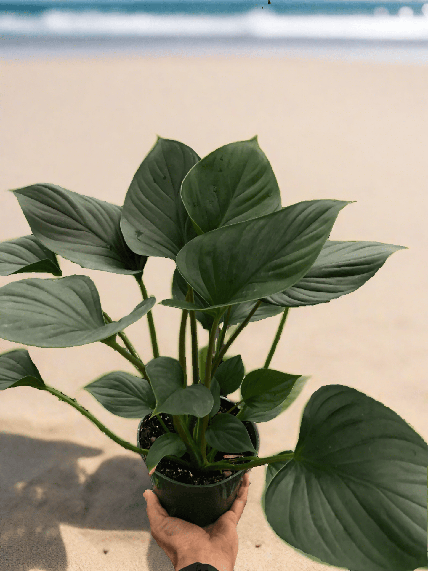 Homalomena 'Emerald Gem'