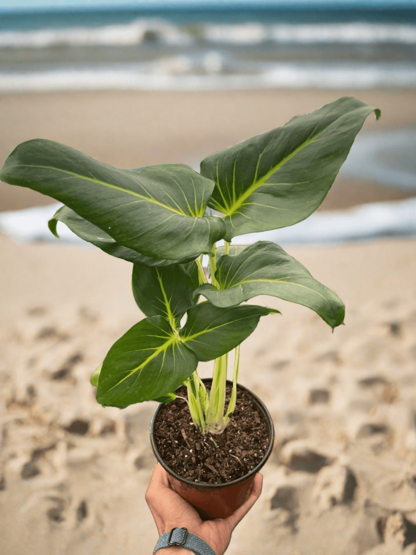 Homalomena Lindenii - Plantonio