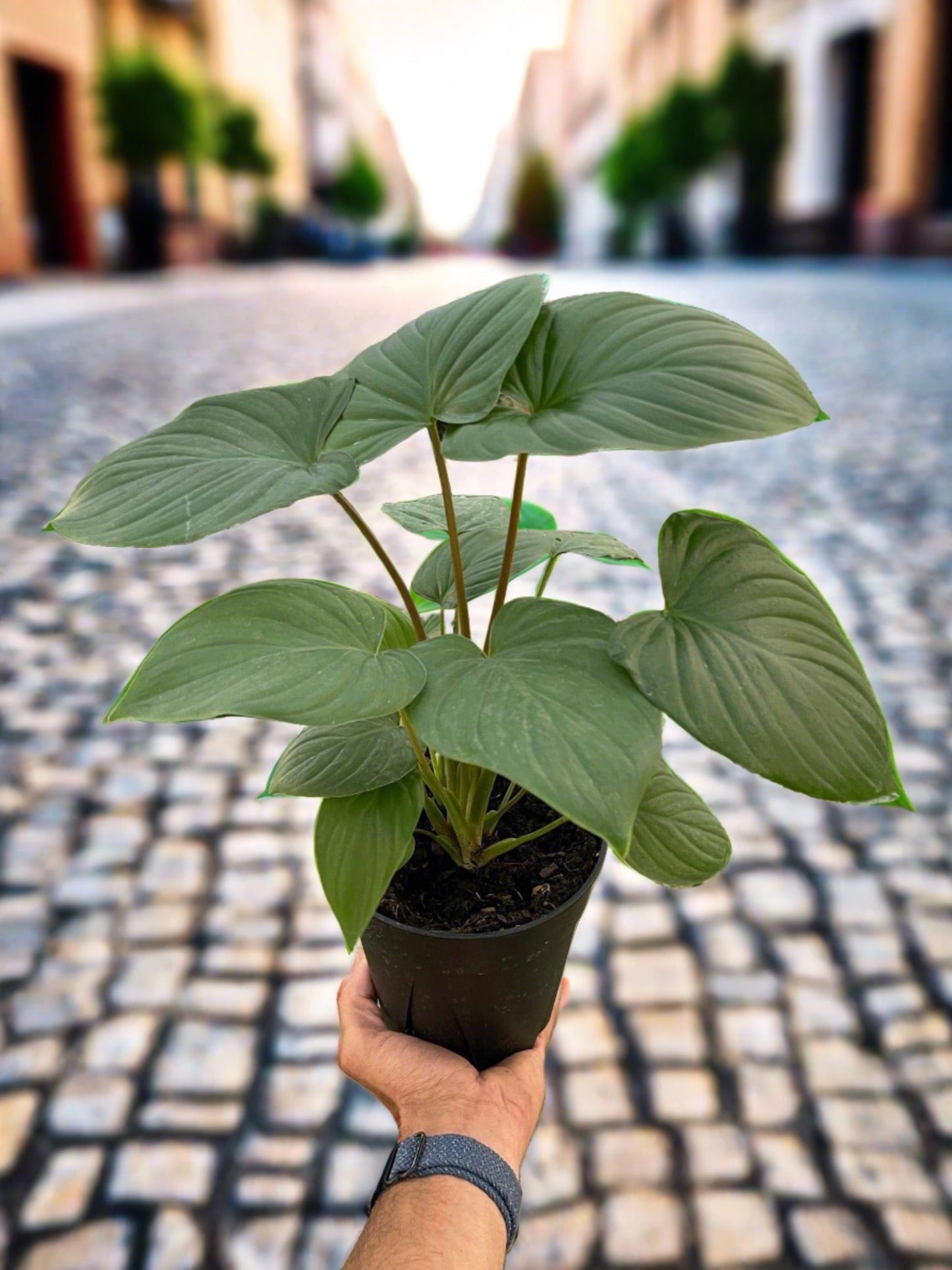 Homalomena 'Red Stem' - Plantonio