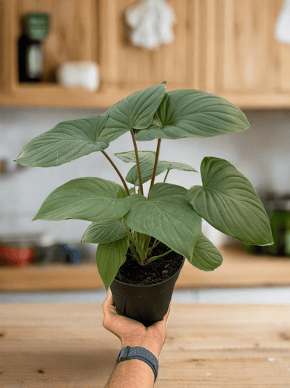 Homalomena 'Red Stem' - Plantonio