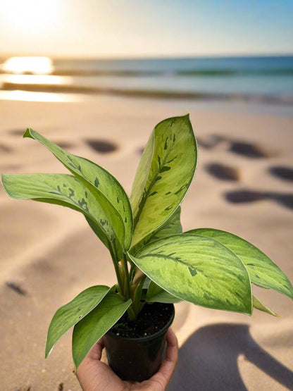 Homalomena 'Selby' - Plantonio