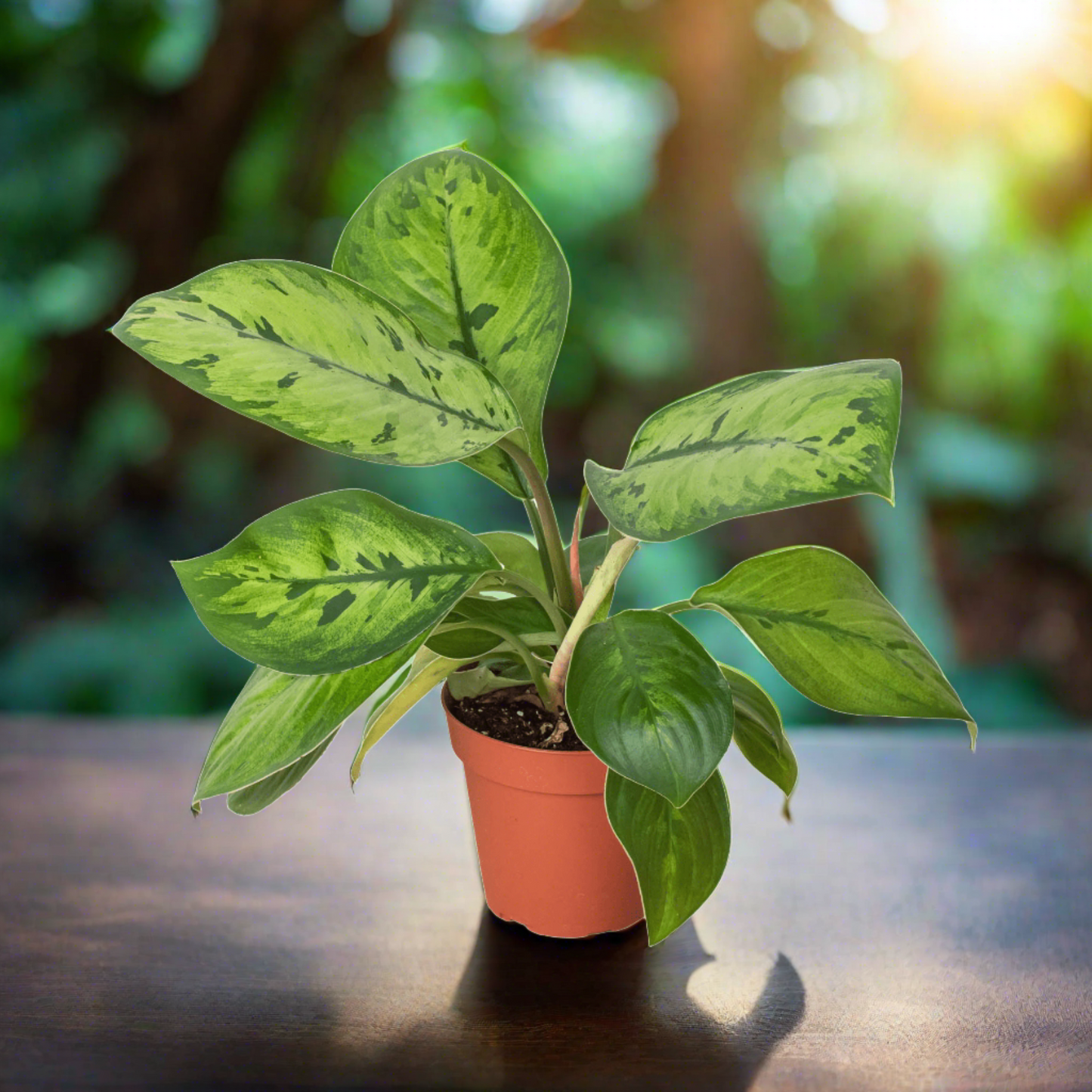 Homalomena 'Selby' - Plantonio