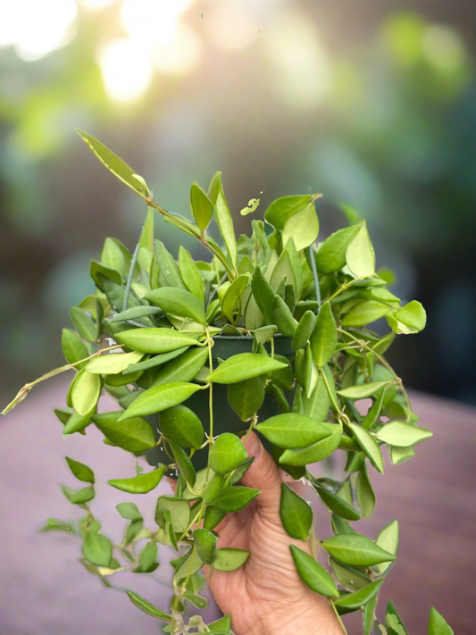 Hoya 'Burtoniae' - Plantonio