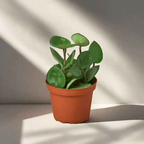 Hoya Carnosa 'Chelsea' - Plantonio