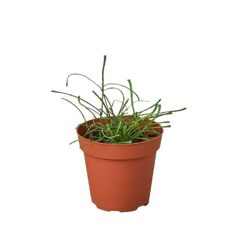 Hoya 'Grass Leafed' - 4" Pot - Plantonio