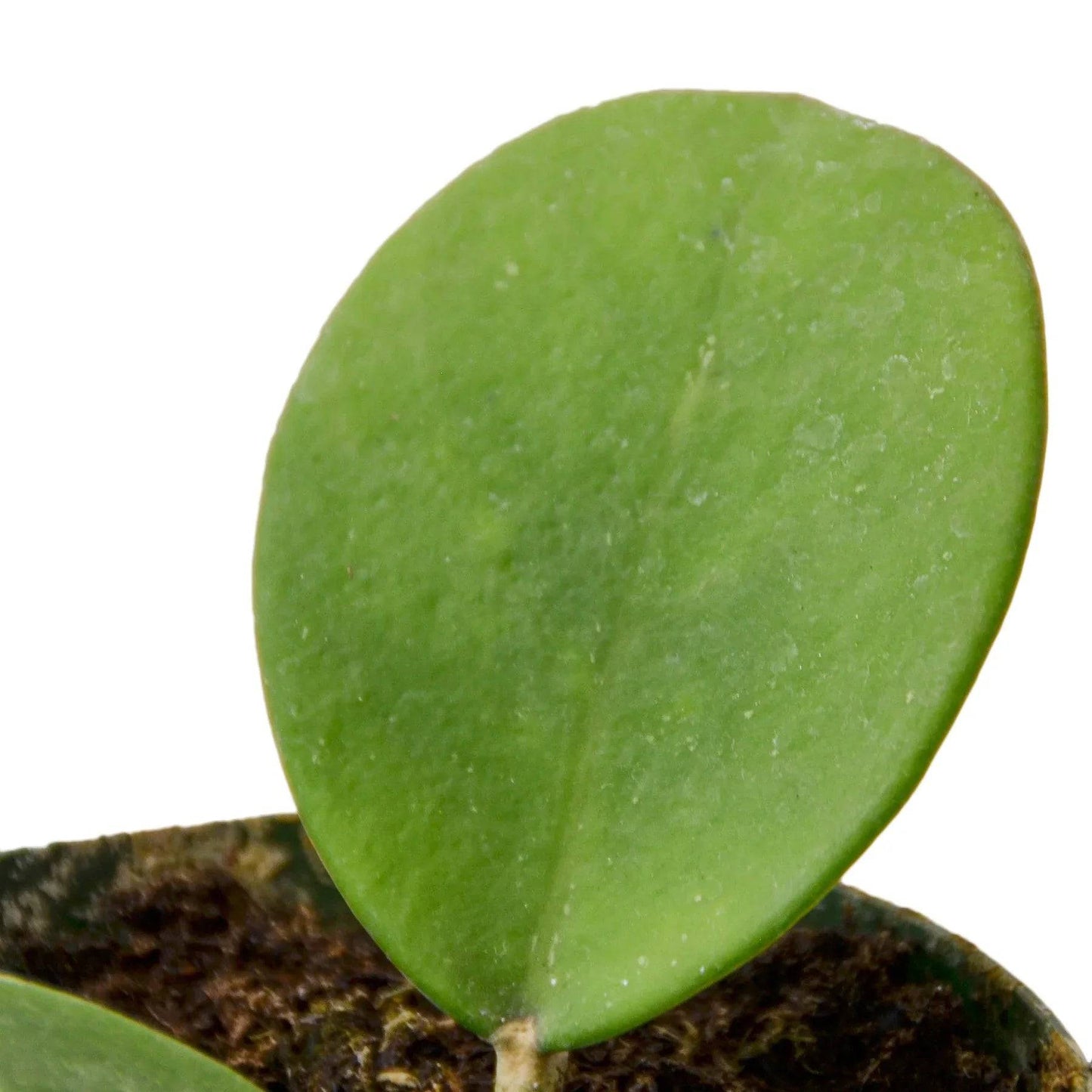 Hoya Obovata - Plantonio