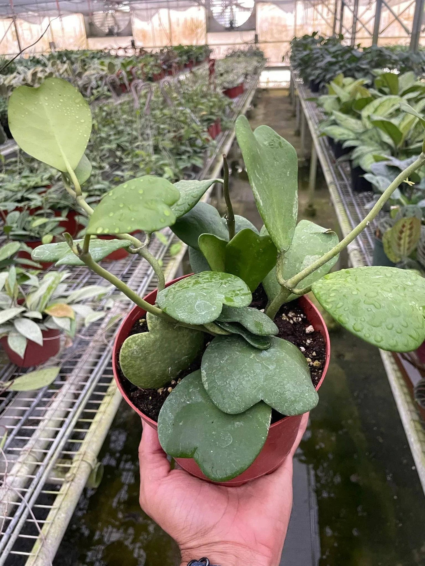 Hoya Sweetheart - Plantonio