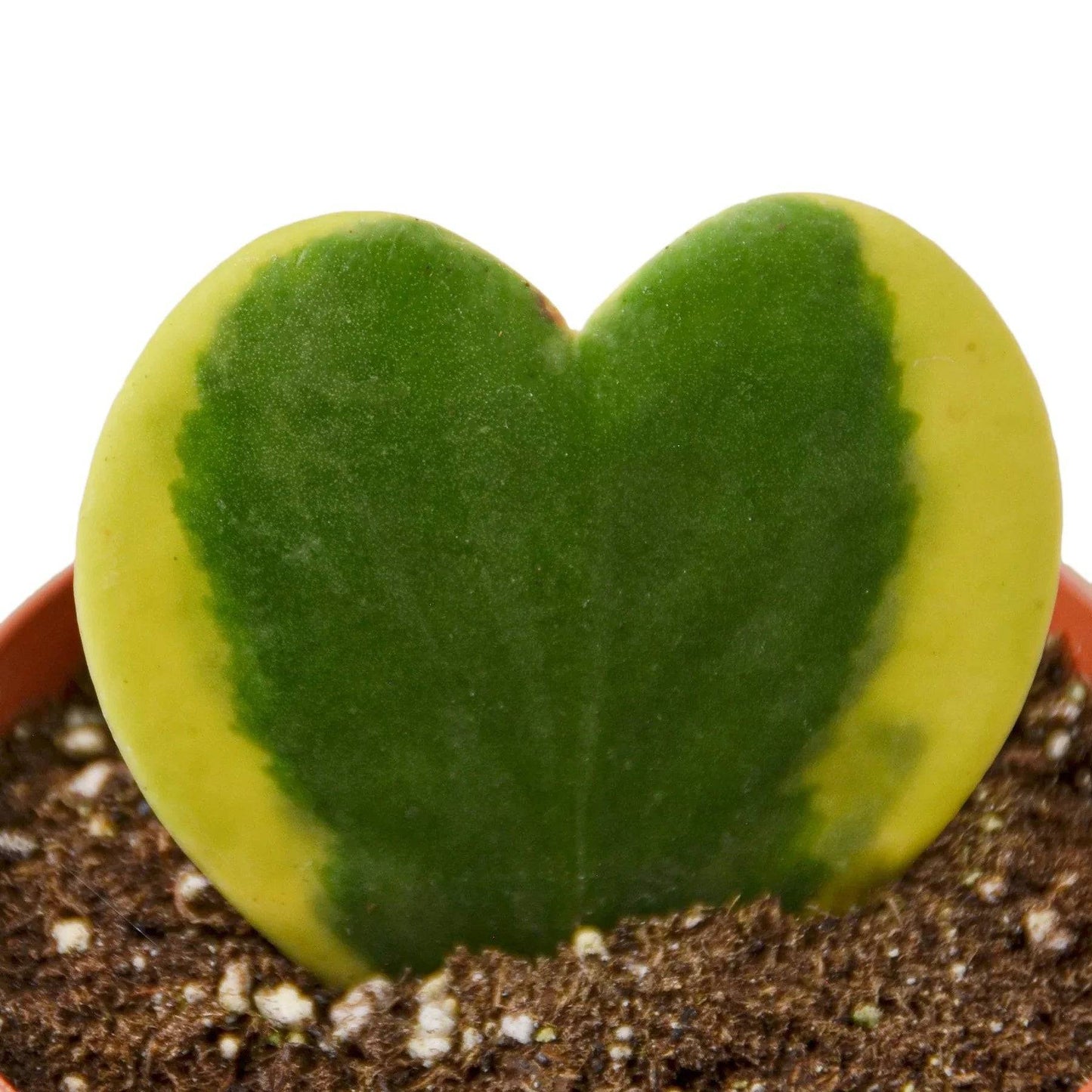 Hoya 'Sweetheart Variegated' - Plantonio