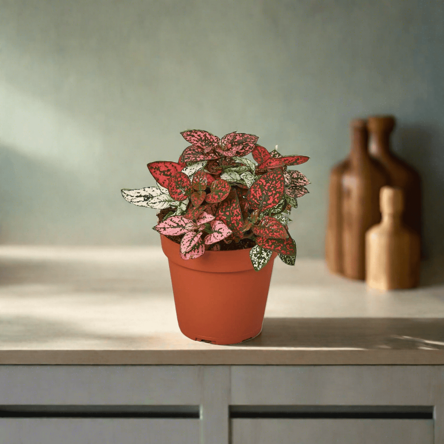 Hypoestes 'Polka Dot' - Plantonio